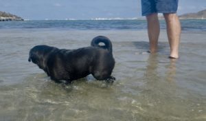 pug swimming in the sea