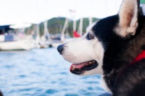 tips-sailing-with-dogs